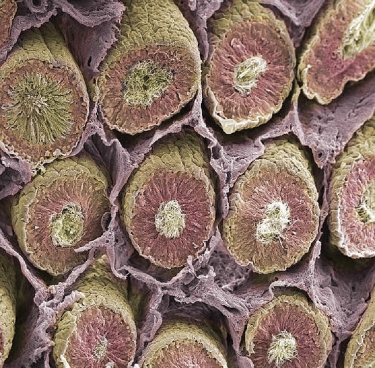 cerveau testicules ont beaucoup commun