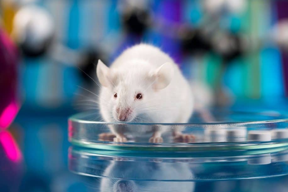chercheurs cultivent embryon souris avec cellules souches