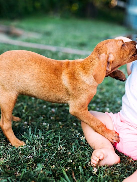 chiens genetiquement programmes pour socialiser avec humains naissance