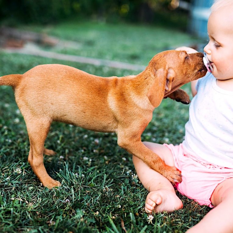 chiens genetiquement programmes pour socialiser avec humains naissance