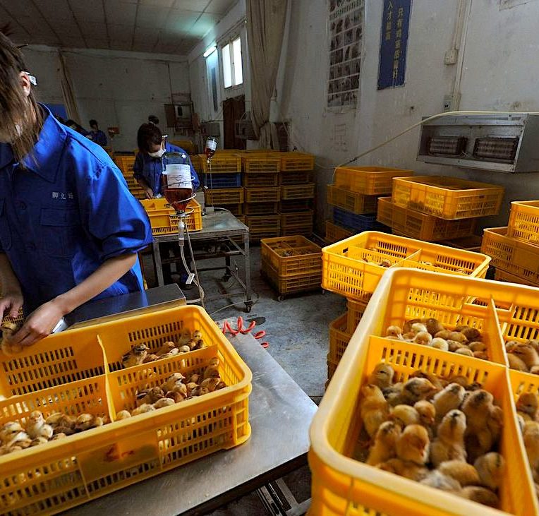 chine signale premier cas humain connu grippe aviaire h10n3