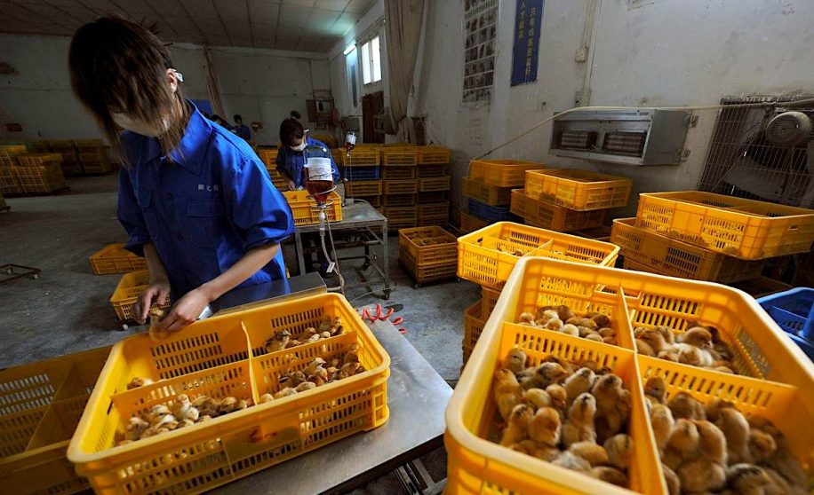 chine signale premier cas humain connu grippe aviaire h10n3