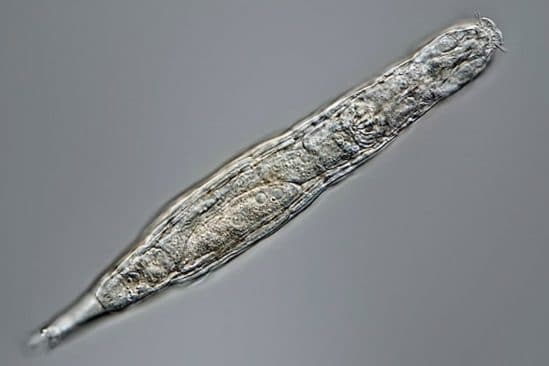 curieux organisme piege pergilsol 24000ans reproduire