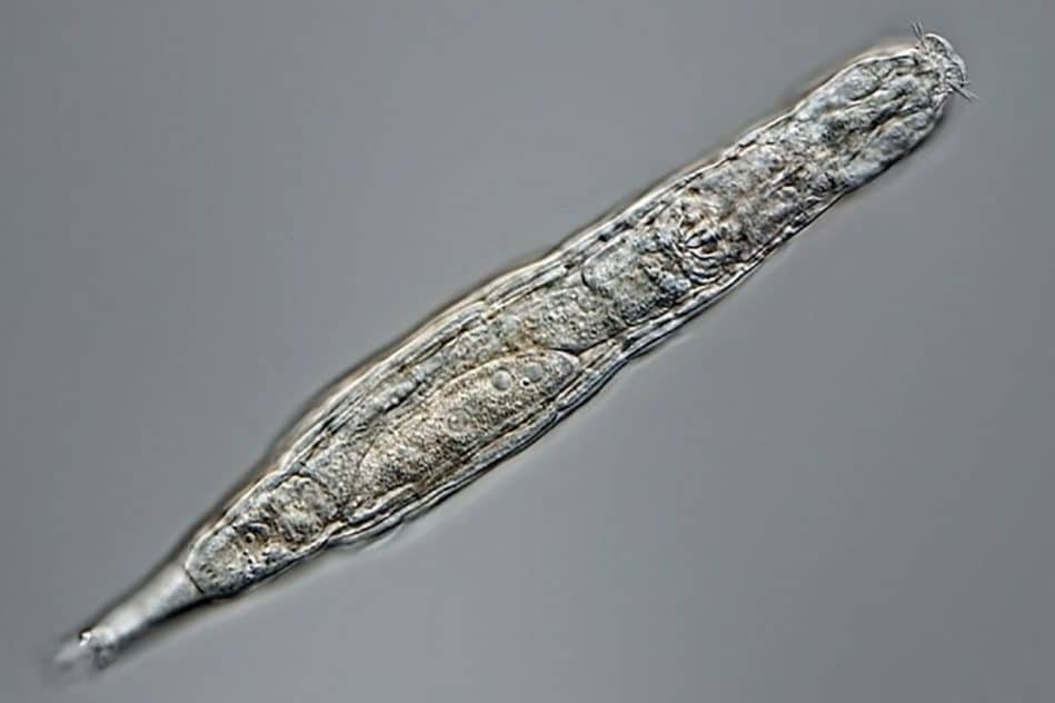 curieux organisme piege pergilsol 24000ans reproduire