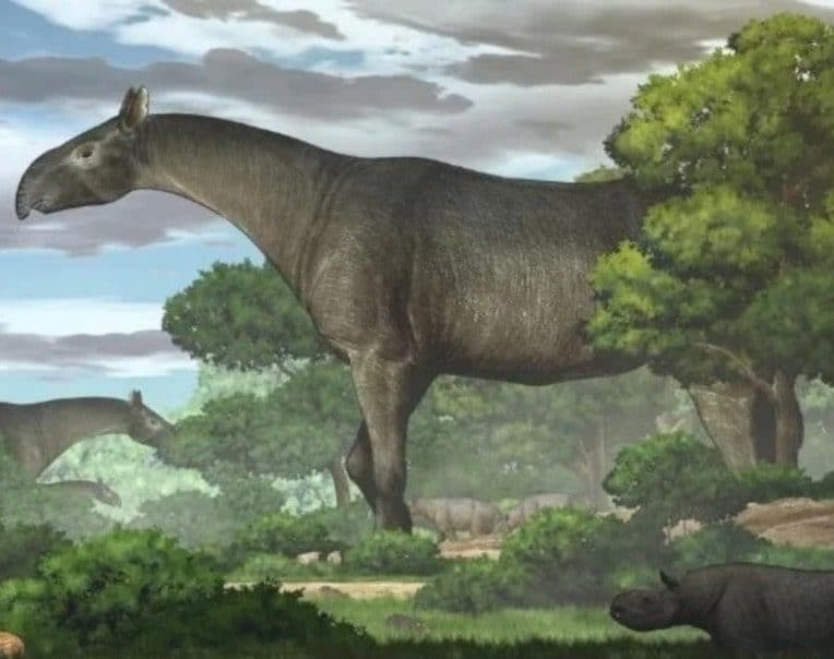 découverte fossile rhinocéros géant