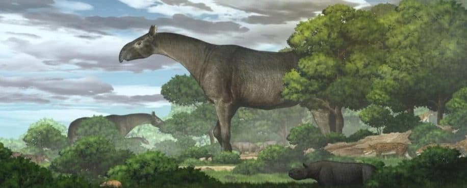 découverte fossile rhinocéros géant