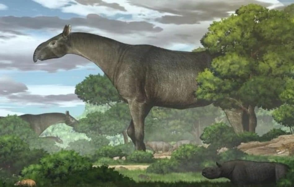 découverte fossile rhinocéros géant