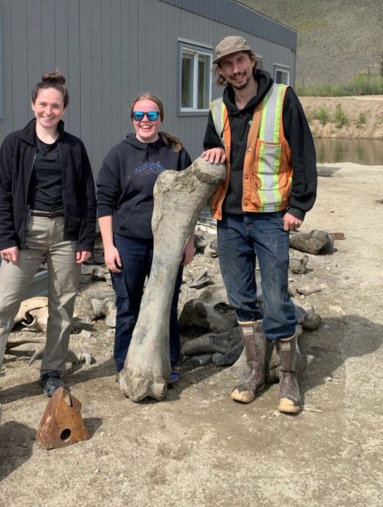 découvert os fossiles mammouths yukon