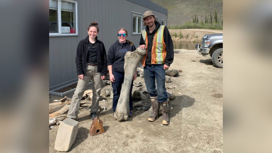 découvert os fossiles mammouths yukon