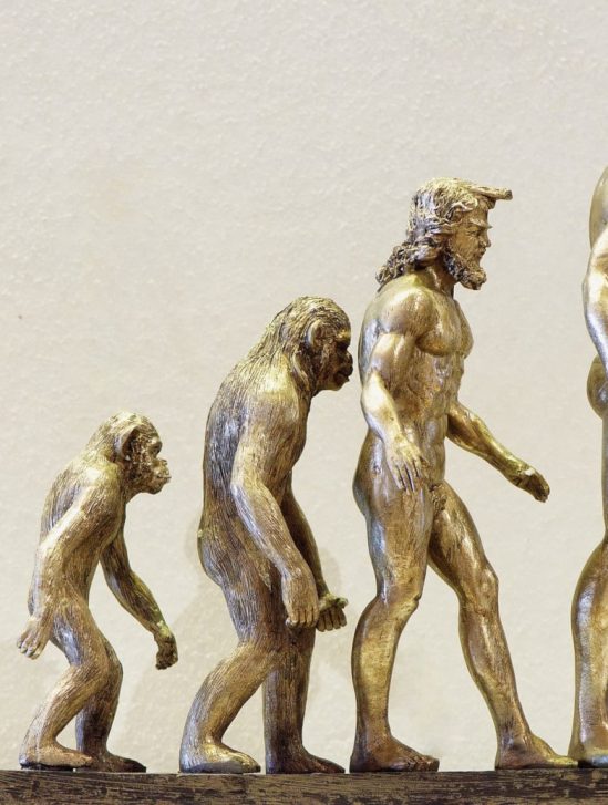 évolution homme culture