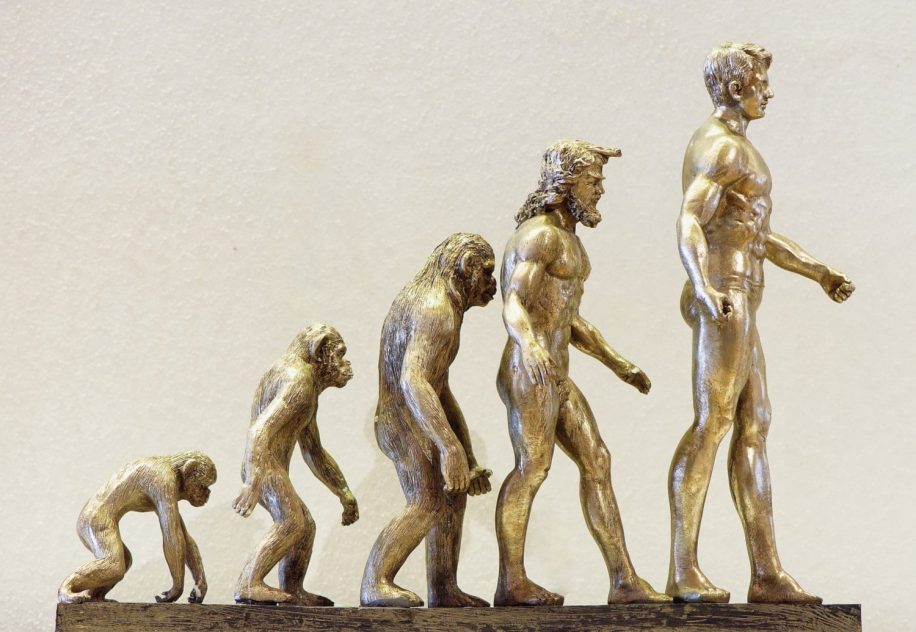 évolution homme culture
