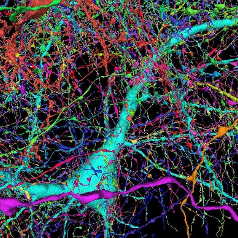 google cartographie echantillon cerveau humain comme jamais auparavant