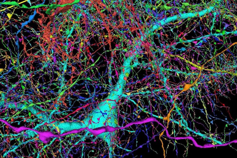 google cartographie echantillon cerveau humain comme jamais auparavant