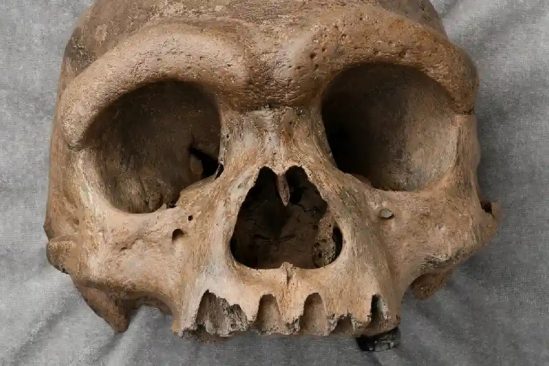 homme dragon pourrait etre plus proche nous que neandertal
