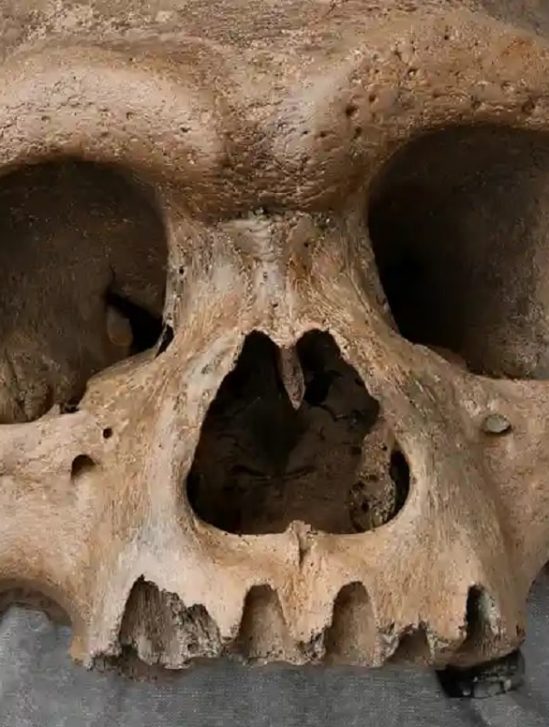 homme dragon pourrait etre plus proche nous que neandertal
