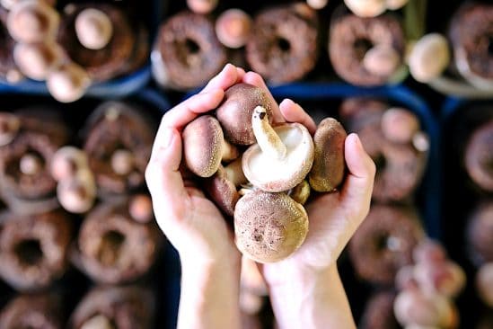 manger deux champignons par jour reduirait pres moitie risque cancer