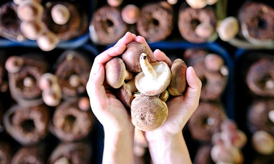 manger deux champignons par jour reduirait pres moitie risque cancer
