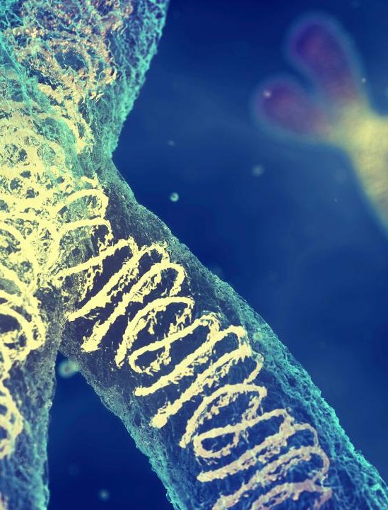 masse chromosome humain mesuree premiere fois