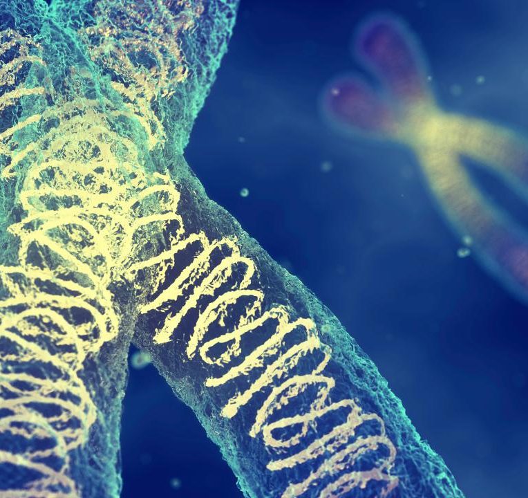 masse chromosome humain mesuree premiere fois