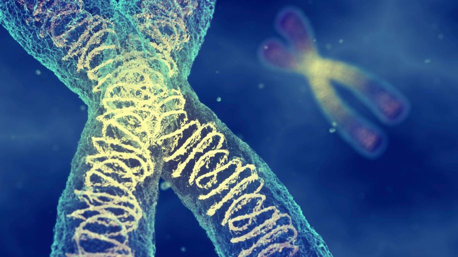 masse chromosome humain mesuree premiere fois