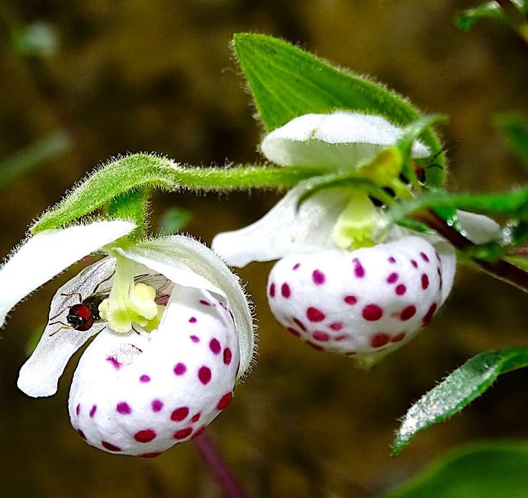 orchidees produisent faux pollen aussi nutritif que vrai