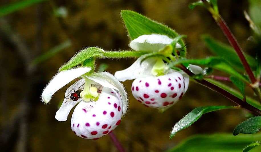 orchidees produisent faux pollen aussi nutritif que vrai