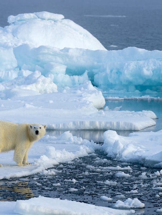 partie banquise arctique s amincit deux fois plus vite que prevu