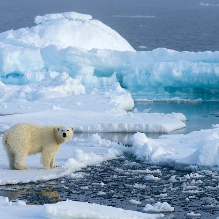 partie banquise arctique s amincit deux fois plus vite que prevu