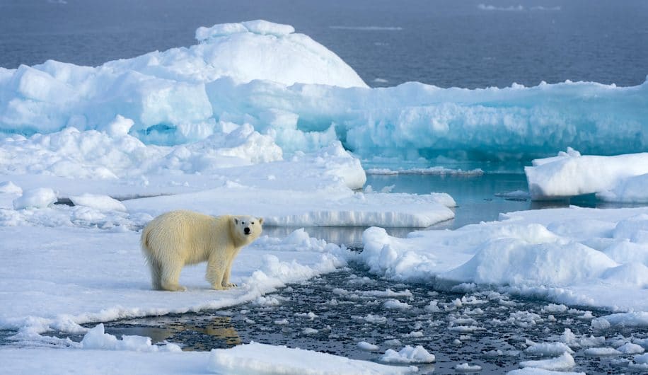partie banquise arctique s amincit deux fois plus vite que prevu