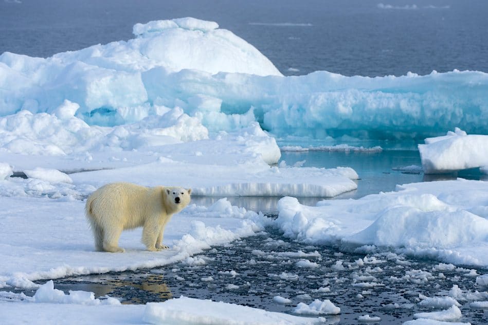 partie banquise arctique s amincit deux fois plus vite que prevu