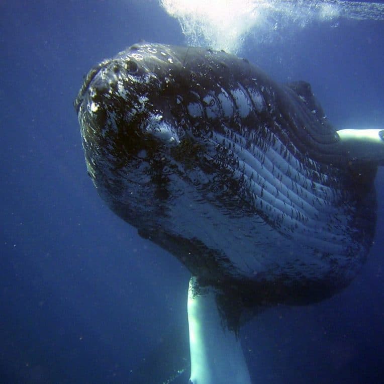 plongeur baleine à bosse