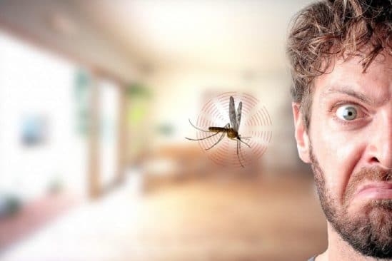 pourquoi moustiques bourdonnent pres oreilles