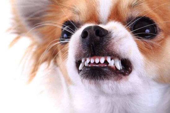 pourquoi petits chiens tendance agressifs