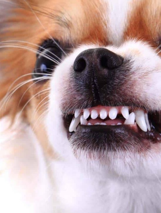 pourquoi petits chiens tendance agressifs