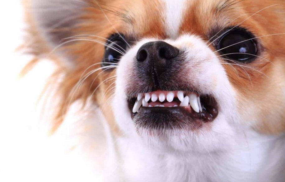 pourquoi petits chiens tendance agressifs