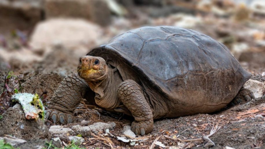 tortue geante consideree eteinte un siecle decouverte ile galapagos