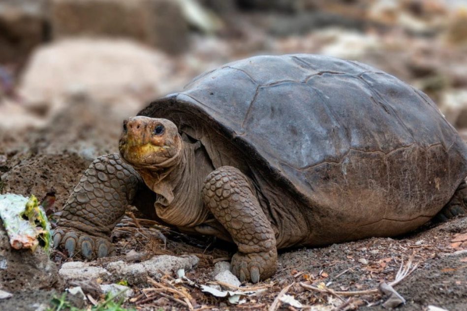tortue geante consideree eteinte un siecle decouverte ile galapagos
