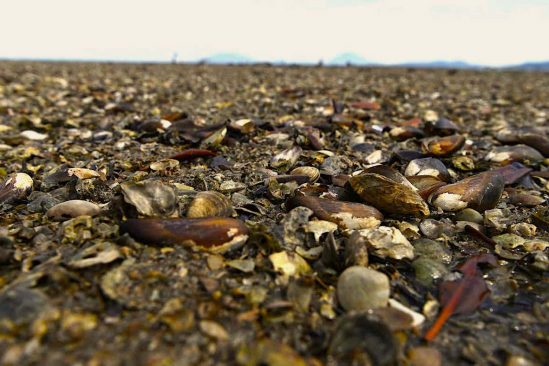 1 milliard creatures-marines cuites mort durant vague chaleur nord-ouest pacifique