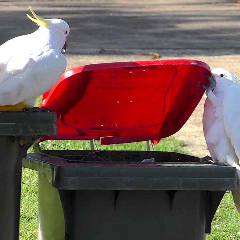 australie cacatoes decouvrent comment ouvrir poubelles en se copiant