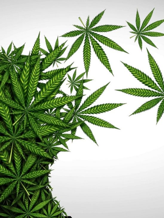 cas schizophrenie lies consommation cannabis augmentation