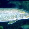 cerveaux poissons grandissent reflechissent davantage retrecissent cas contraire