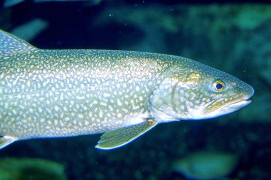 cerveaux poissons grandissent reflechissent davantage retrecissent cas contraire