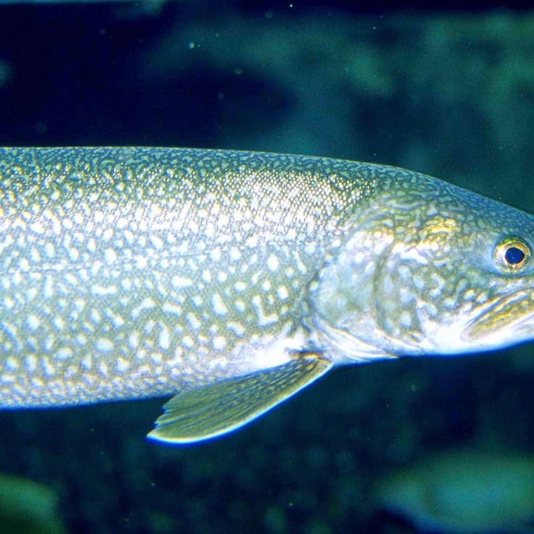 cerveaux poissons grandissent reflechissent davantage retrecissent cas contraire