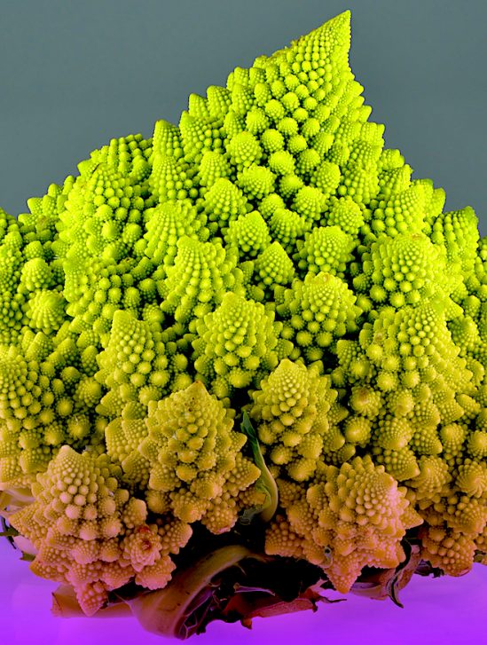chercheurs decouvert secret developpement fractale choux romanesco