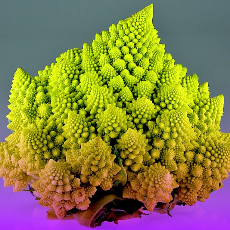 chercheurs decouvert secret developpement fractale choux romanesco