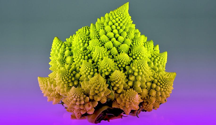chercheurs decouvert secret developpement fractale choux romanesco