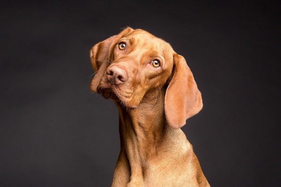chiens ignorent si mensonge contrairement jeunes enfants