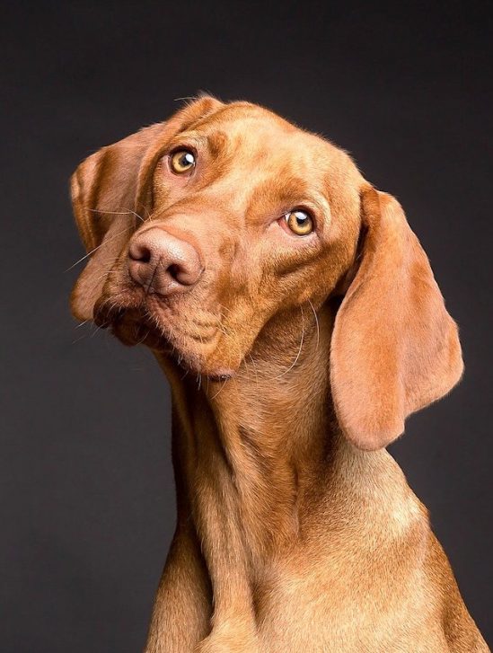 chiens ignorent si mensonge contrairement jeunes enfants