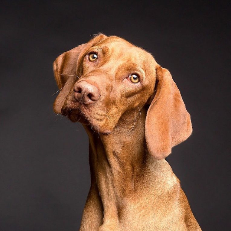 chiens ignorent si mensonge contrairement jeunes enfants
