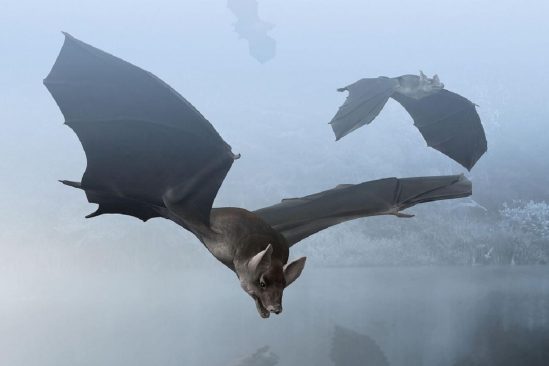 decouverte fossile chauve-souris vampire geante vieux 100000 ans argentine